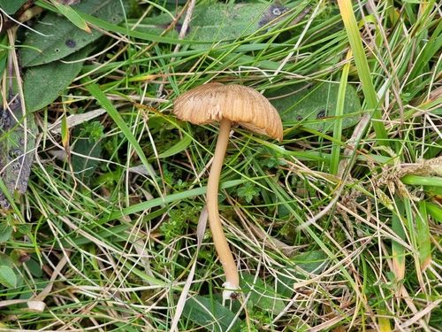 Entoloma xanthochroum