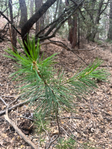 iNaturalist observation photo of sugar pine