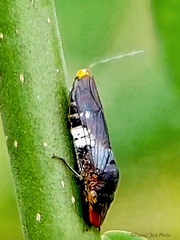 Homalodisca