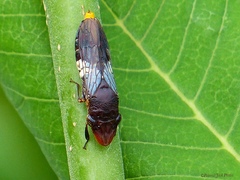 Homalodisca