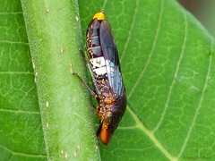 Homalodisca