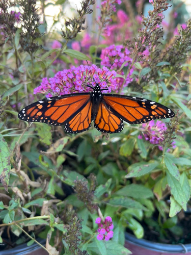 Monarch