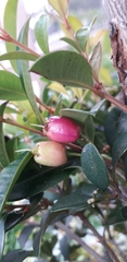 Syzygium malaccense