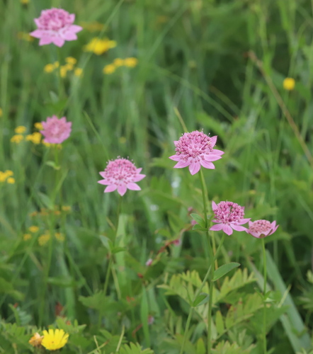 Astrantia maxima, 2026-08-17