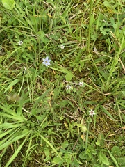 Sisyrinchium mucronatum