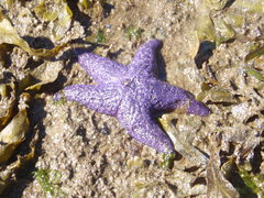 Pisaster ochraceus