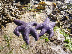 Pisaster ochraceus