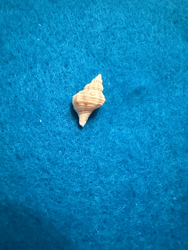 Urosalpinx perrugata, 2026-03-14