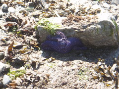 Pisaster ochraceus