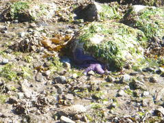 Pisaster ochraceus