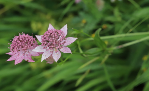 Astrantia maxima, 2026-08-17