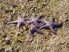 Pisaster ochraceus