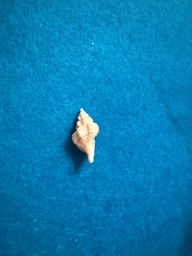 Hesperisternia multangulus observed 2026-03-14