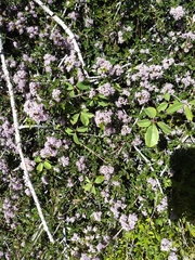 Ceanothus prostratus