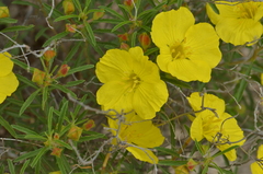 Calylophus