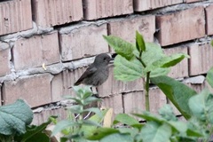 Phoenicurus ochruros