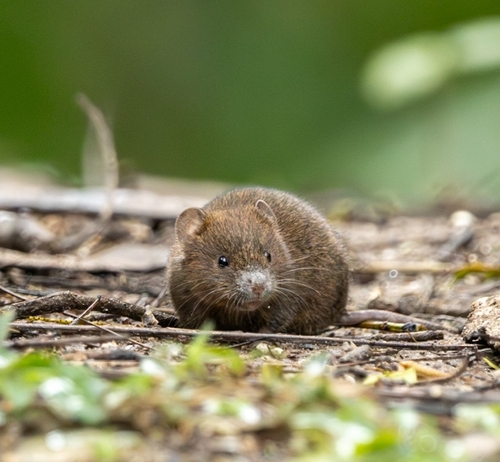 Serra do Mar Grass Mouse