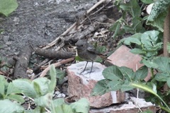 Phoenicurus ochruros
