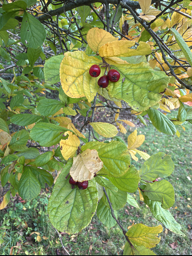 Pourthiaea villosa observed 2026-10-14