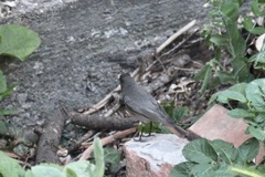 Phoenicurus ochruros