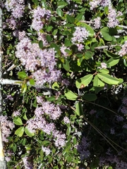 Ceanothus prostratus