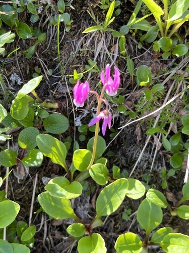 Dodecatheon frigidum, 2026-07-30