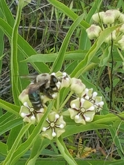 Xylocopa virginica texana