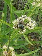 Xylocopa virginica texana