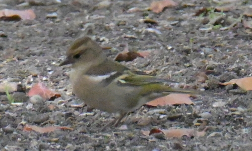 Common Chaffinch