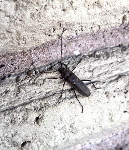 Banded Hickory Borer