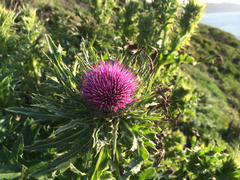 Cirsium andrewsii