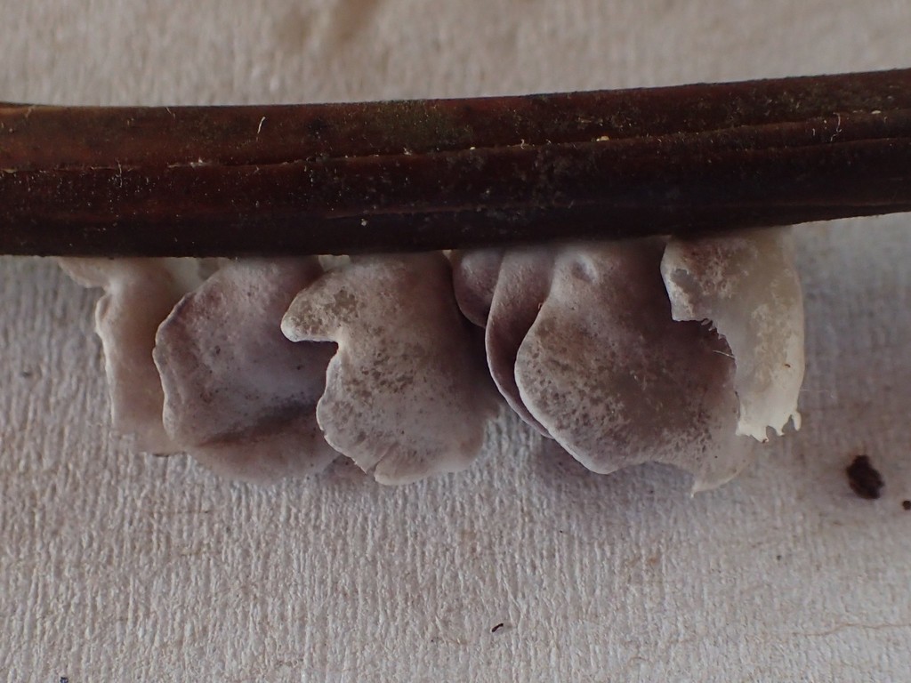 Deconica horizontalis · May 2020 · photo: © heimatlos (iNaturalist, cc0)