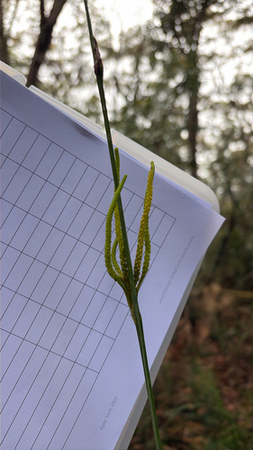 Gymnostachys anceps, 2026-10-15