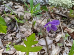 Viola brittoniana