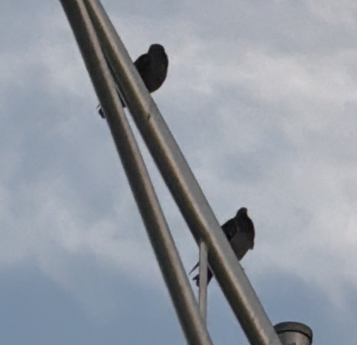 Feral Pigeon