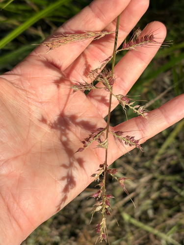Echinochloa muricata observed 2026-10-14