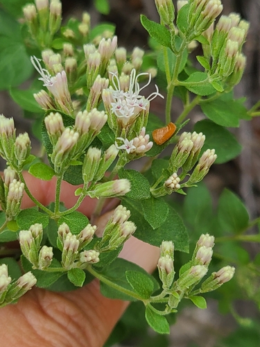 Wright's Snakeroot