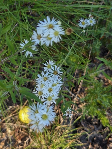 frost aster