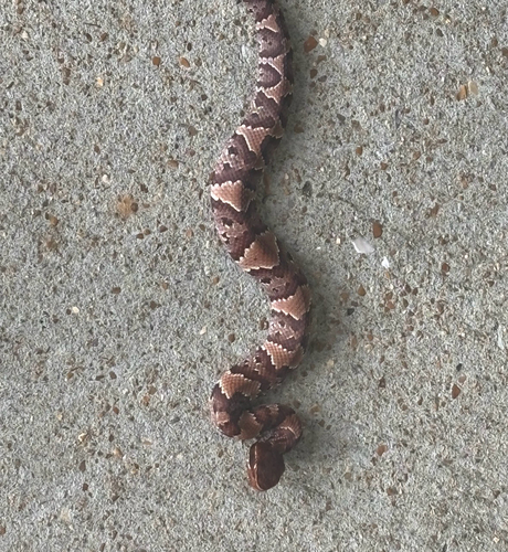 Northern Cottonmouth