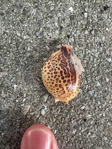 Persephona observed 2026-10-14