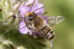 Megachile leachella