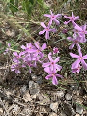 Phlox longifolia
