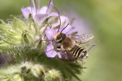 Megachile leachella