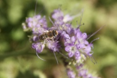 Megachile leachella