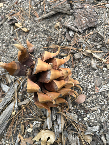 iNaturalist observation photo