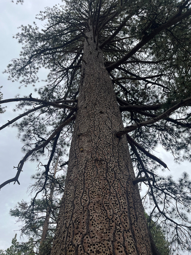 iNaturalist observation photo