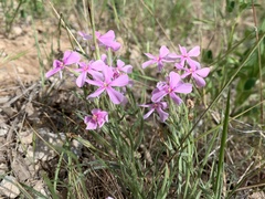 Phlox longifolia