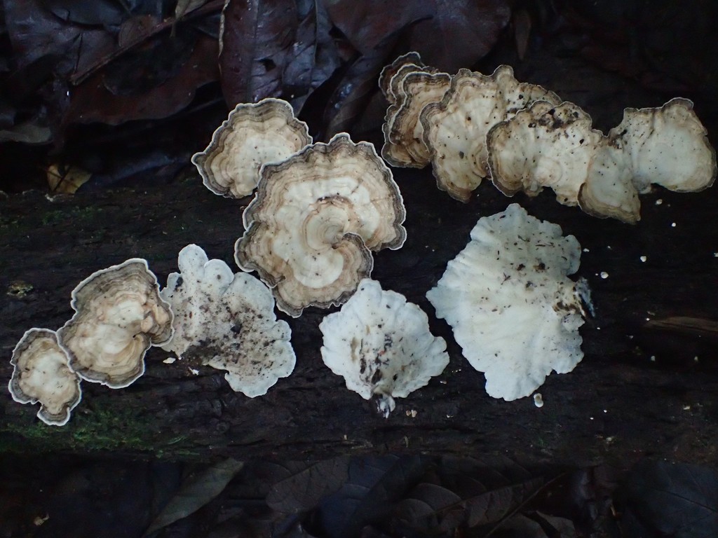 Trametes menziesii · May 2020 · photo: © heimatlos (iNaturalist, cc0)