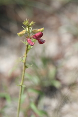 Tephrosia florida