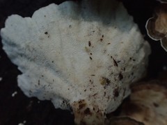 Trametes menziesii